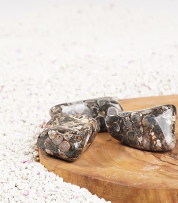 Fossil Stone