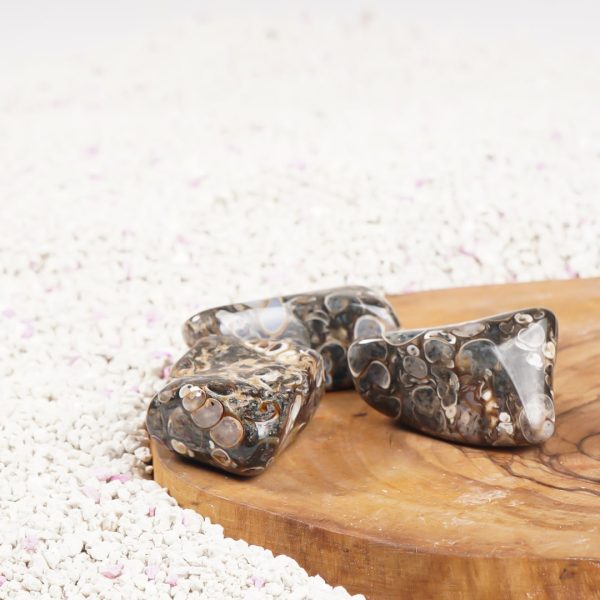 Fossil Stone